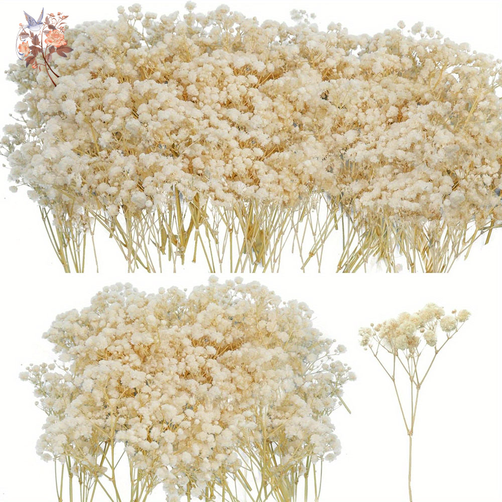 Candle Making Uk - Mini Gedroogde Gypsophila Bloem DIY Aromatherapie